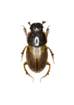 Dung Beetle Aphodius on white Background  -  Aphodius prodromus (Brahm, 1790)