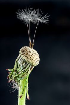 Dandelion with some feather on a black background