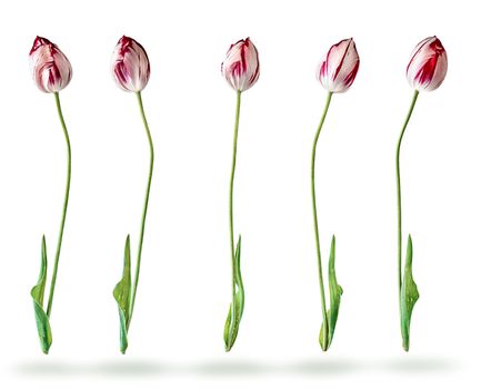 Several tulips in a row isolated on white background