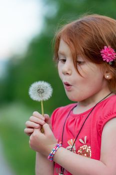 Red hair female child blows on a flower (Taraxacum) with white seeds