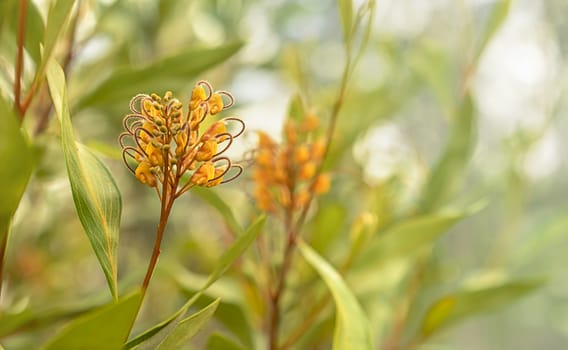 Australian flora Grevillea orange marmalade cultivar flower 