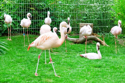 Pink flamingos at the zoological garden