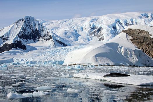 Leopard seal resting on ice floe, Antarctic peninsula