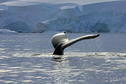 Humpback whale tail, showing on the dive, Antarctic Peninsula