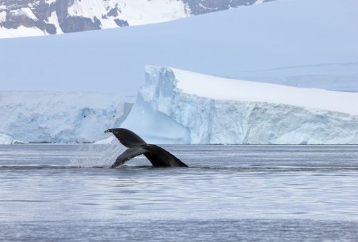 Humpback whale tail, showing on the dive, Antarctic Peninsula