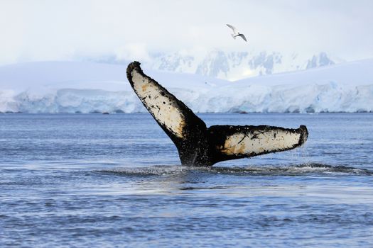 Humpback whale tail, showing on the dive, Antarctic Peninsula