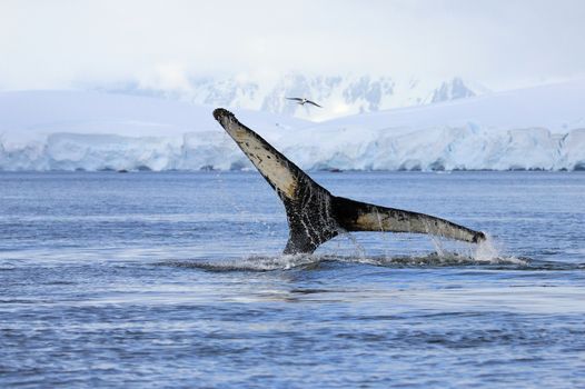 Humpback whale tail, showing on the dive, Antarctic Peninsula