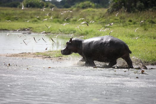 Wild Hippo in African river water hippopotamus (Hippopotamus amphibius