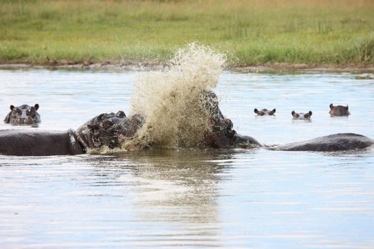 Wild Hippo in African river water hippopotamus (Hippopotamus amphibius