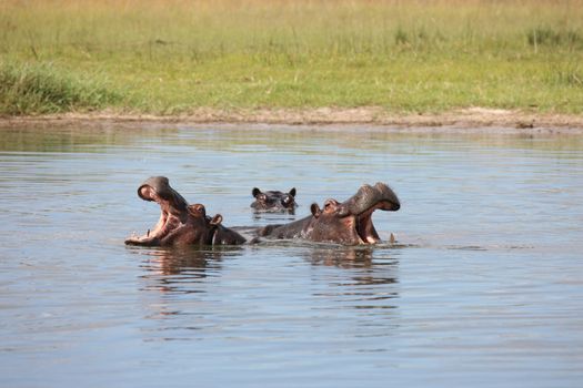 Wild Hippo in African river water hippopotamus (Hippopotamus amphibius