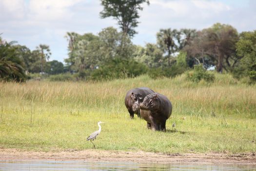 Wild Hippo in African river water hippopotamus (Hippopotamus amphibius