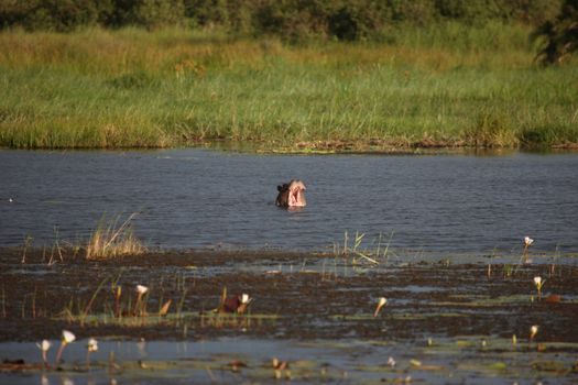 Wild Hippo in African river water hippopotamus (Hippopotamus amphibius