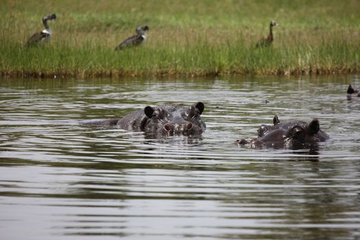 Wild Hippo in African river water hippopotamus (Hippopotamus amphibius