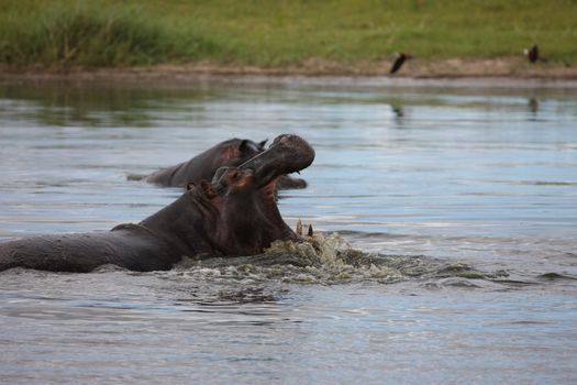 Wild Hippo in African river water hippopotamus (Hippopotamus amphibius