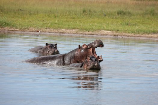 Wild Hippo in African river water hippopotamus (Hippopotamus amphibius