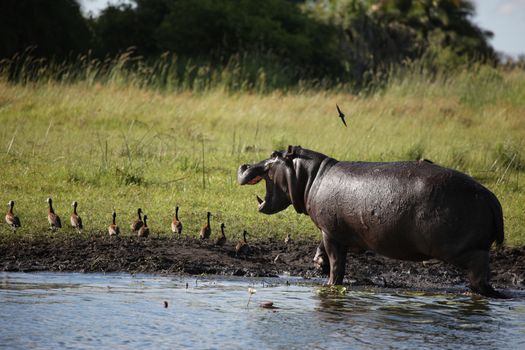 Wild Hippo in African river water hippopotamus (Hippopotamus amphibius