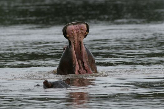 Wild Hippo in African river water hippopotamus (Hippopotamus amphibius