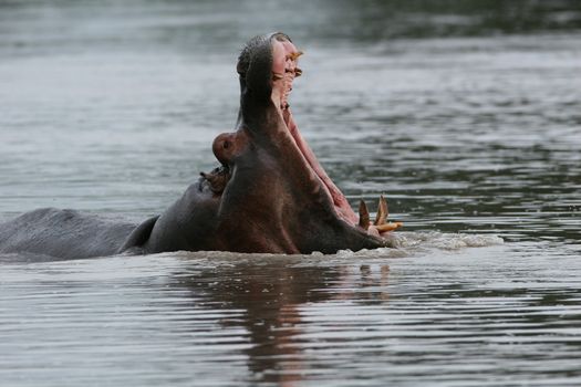 Wild Hippo in African river water hippopotamus (Hippopotamus amphibius