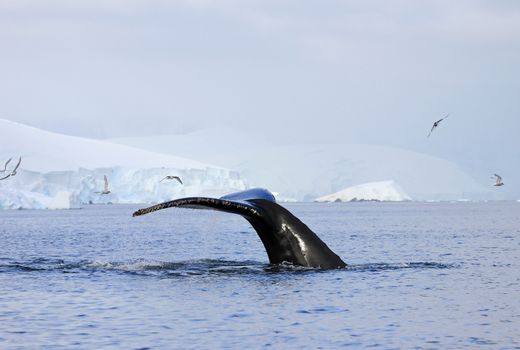 Humpback whale tail, showing on the dive, Antarctic Peninsula