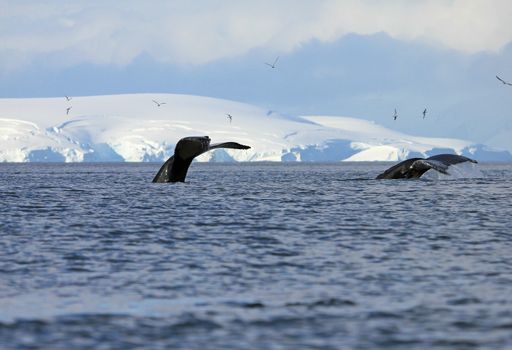Humpback whale tail, showing on the dive, Antarctic Peninsula