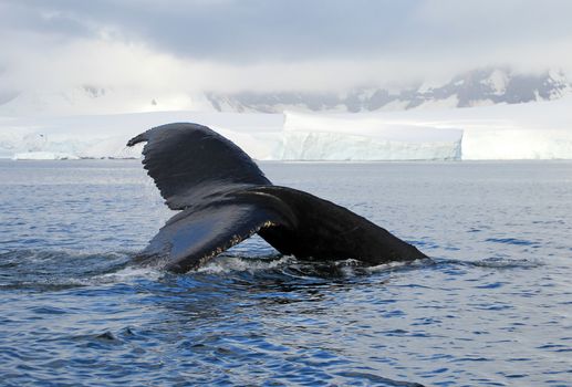 Humpback whale tail, showing on the dive, Antarctic Peninsula