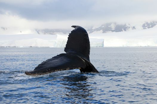 Humpback whale tail, showing on the dive, Antarctic Peninsula