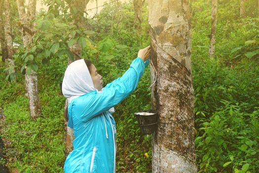 Worker People working and Tapped rubber tree with Cup                