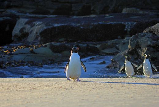 Rockhopper penguin in the neck, Falkland Islands