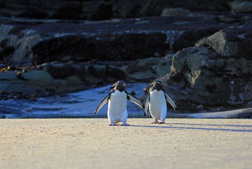 Rockhopper penguin in the neck, Falkland Islands