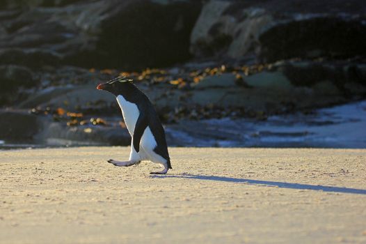 Rockhopper penguin in the neck, Falkland Islands