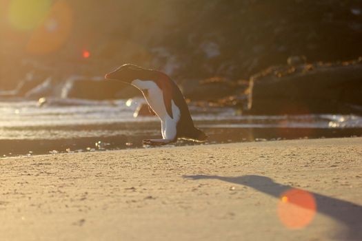 Rockhopper penguin in the neck, Falkland Islands