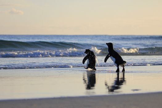 Rockhopper penguin in the neck, Falkland Islands