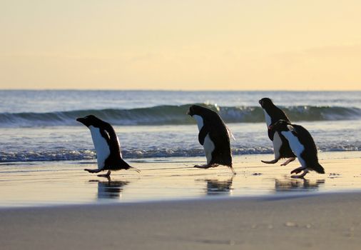 Rockhopper penguin in the neck, Falkland Islands