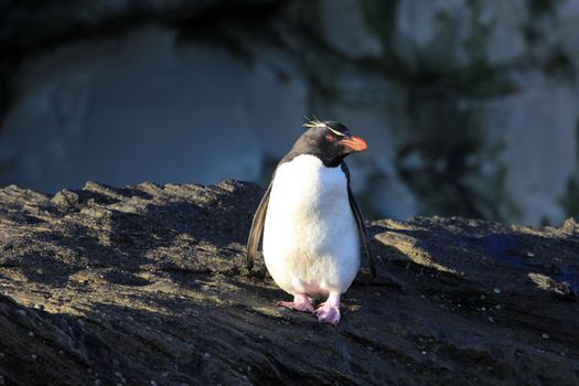 Rockhopper penguin in the neck, Falkland Islands