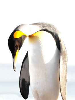 King penguin isolated, white background, on Saunders, Fakland Islands