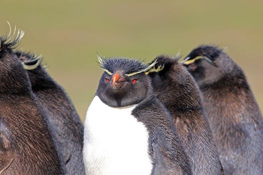 Rockhopper penguin in the rookery, Falkland Islands