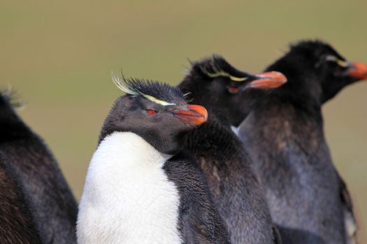 Rockhopper penguin in the rookery, Falkland Islands