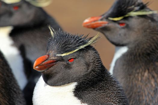 Rockhopper penguin in the rookery, Falkland Islands