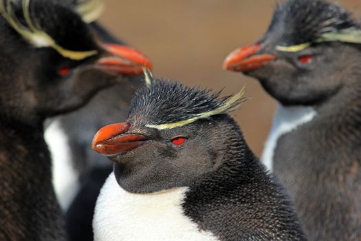 Rockhopper penguin in the rookery, Falkland Islands