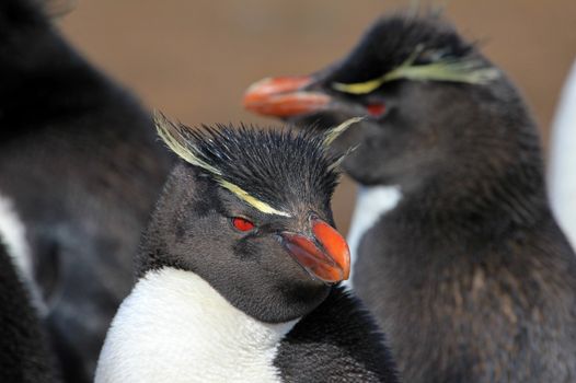 Rockhopper penguin in the rookery, Falkland Islands