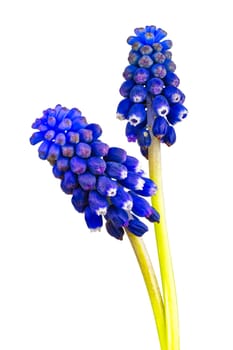 Blue grape hyacinth isolated on a white background