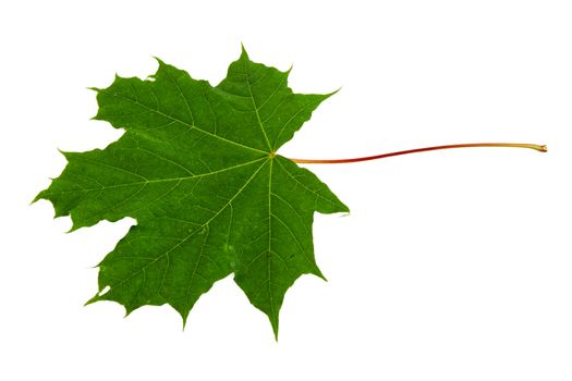 Maple leaf isolated on a white background