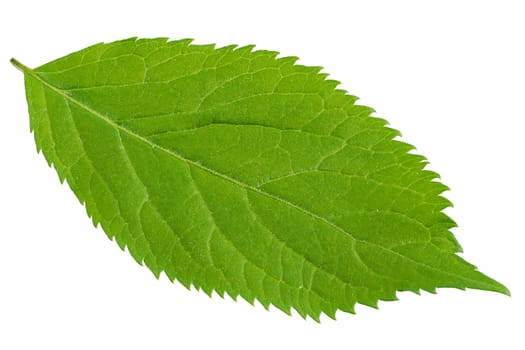 Green leaf isolated on a white background