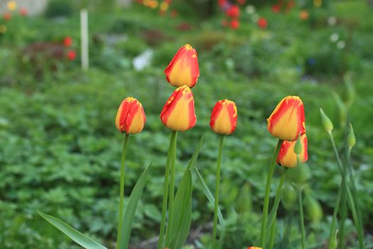 Flowers  red yellow tulips on green background close to