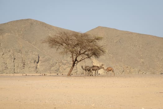 A small group of dromedaries( camels) finds refuge under an acacia tree during the heat of the day in the Egypt Desert.