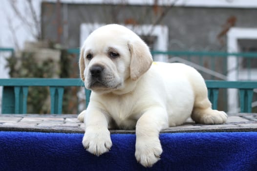 a little yellow labrador puppy sitting on blue background