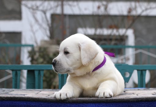 little yellow labrador puppy sitting on blue background