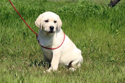 yellow cute nice labrador puppy in the garden