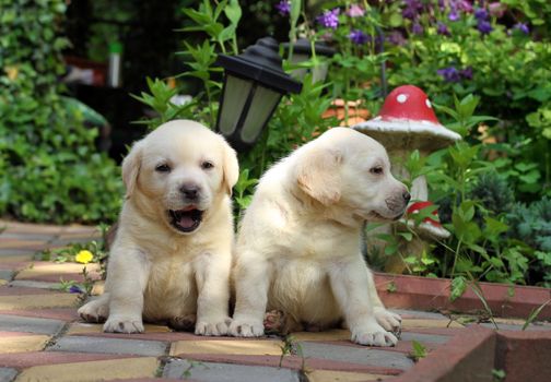 two yellow nice labrador puppies in the garden