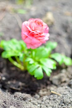 Closeup of a pink ranunculus flower with soft focus